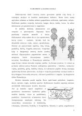 Taikomoji lietuvių liaudies tautodailė 3 puslapis