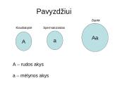Gyvybės įvairovę kuria tėvai ir aplinka 6 puslapis