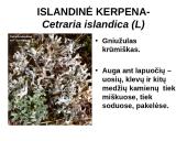 Kerpes sudaro dumbliai ir grybai  11 puslapis