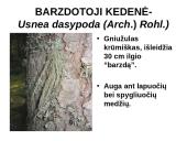 Kerpes sudaro dumbliai ir grybai  12 puslapis