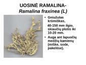 Kerpes sudaro dumbliai ir grybai  13 puslapis