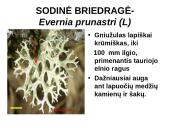 Kerpes sudaro dumbliai ir grybai  14 puslapis