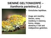 Kerpes sudaro dumbliai ir grybai  15 puslapis