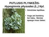 Kerpes sudaro dumbliai ir grybai  16 puslapis