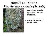 Kerpes sudaro dumbliai ir grybai  17 puslapis