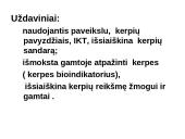 Kerpes sudaro dumbliai ir grybai  3 puslapis