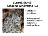 Kerpes sudaro dumbliai ir grybai  10 puslapis