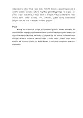 Majų ir inkų architektūros skirtumai 3 puslapis