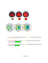 Ląstelės konspektas 12 puslapis