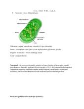 Ląstelės konspektas 13 puslapis