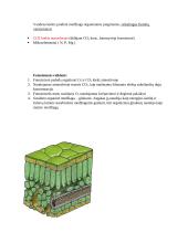 Ląstelės konspektas 16 puslapis