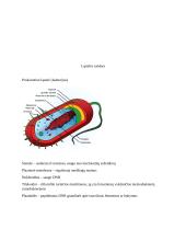 Ląstelės konspektas 4 puslapis