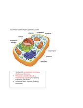Ląstelės konspektas 5 puslapis
