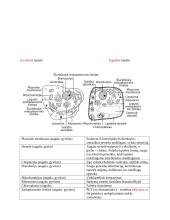 Ląstelės konspektas 6 puslapis