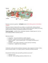 Ląstelės konspektas 10 puslapis