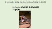 Didžiausias gyvas pasaulio roplys