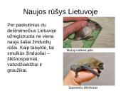 Atradimai gamtoje 12 puslapis