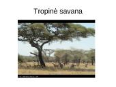 Atradimai gamtoje 7 puslapis