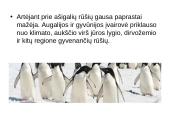 Atradimai gamtoje 10 puslapis