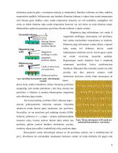 Nanotechnologija 8 puslapis
