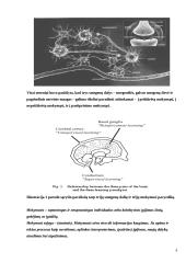 Neurobiologinė mokymosi teorija 8 puslapis