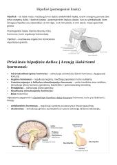 Hipofizė (posmegeninė liauka)