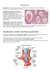 Hipofizė (posmegeninė liauka) 3 puslapis
