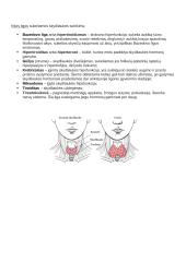 Hipofizė (posmegeninė liauka) 4 puslapis