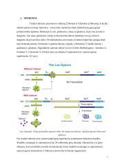 Operono modelis 2 puslapis