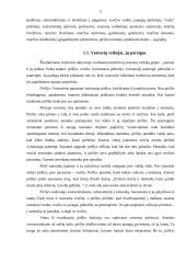 Papročiai tradicinėse ir šiuolaikinėse vestuvėse 5 puslapis