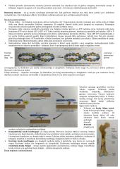 Raumenų ir judėjimo konspektas 2 puslapis