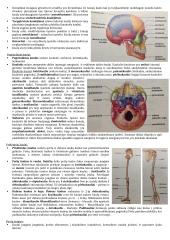 Raumenų ir judėjimo konspektas 3 puslapis