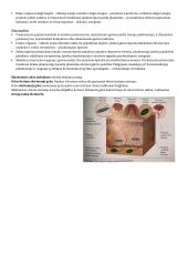 Jutimų biologijos konspektas 5 puslapis