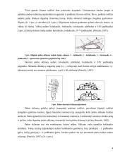 Plokščiapėdystė 2 puslapis