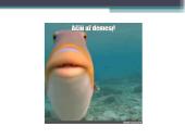 Sveikatos apsauga 13 puslapis