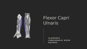 Flexor Capri Ulnaris