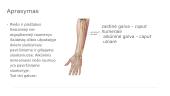 Flexor Capri Ulnaris 2 puslapis