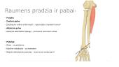 Flexor Capri Ulnaris 4 puslapis