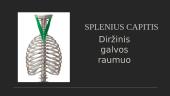 Flexor Capri Ulnaris 6 puslapis