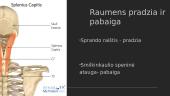 Flexor Capri Ulnaris 10 puslapis