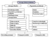 Turto analizė 13 puslapis