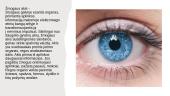Akis – regos organas 2 puslapis