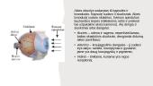 Akis – regos organas 3 puslapis