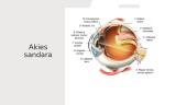 Akis – regos organas 4 puslapis
