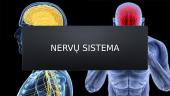 Nervų sistema, refleksai