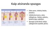 Veido odos tipai 7 puslapis