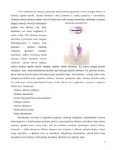 Suaugusiųjų burnos priežiūros ypatumai. Periodonto ligų profilaktika 5 puslapis