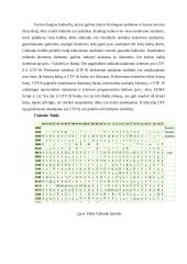 Video ir audio informacijos kodavimas 5 puslapis