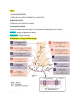 Neuromokslų temų kartojimas 12 puslapis