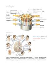 Neuromokslų temų kartojimas 16 puslapis